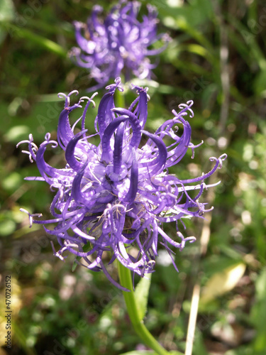 halbkugelige Teufelskralle, Phyteuma hemisphaericum photo