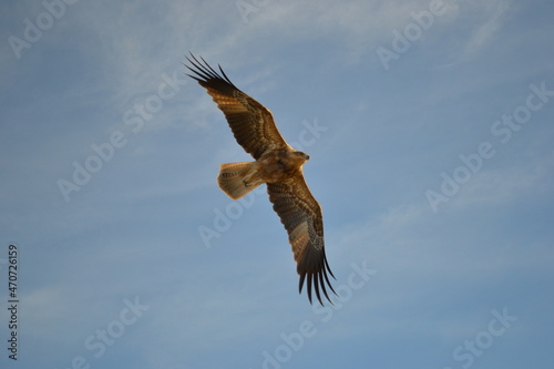 eagle in flight © Jan Zumbrunnen