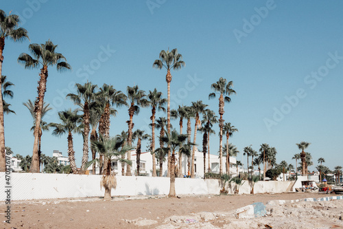 palm trees on the beach © spaceneospace