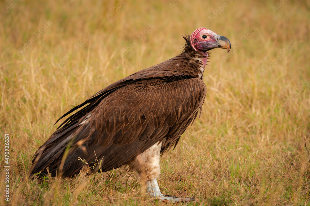 lappet faced vulture from masai mara Kenya lappet faced vulture from masai mara Kenya