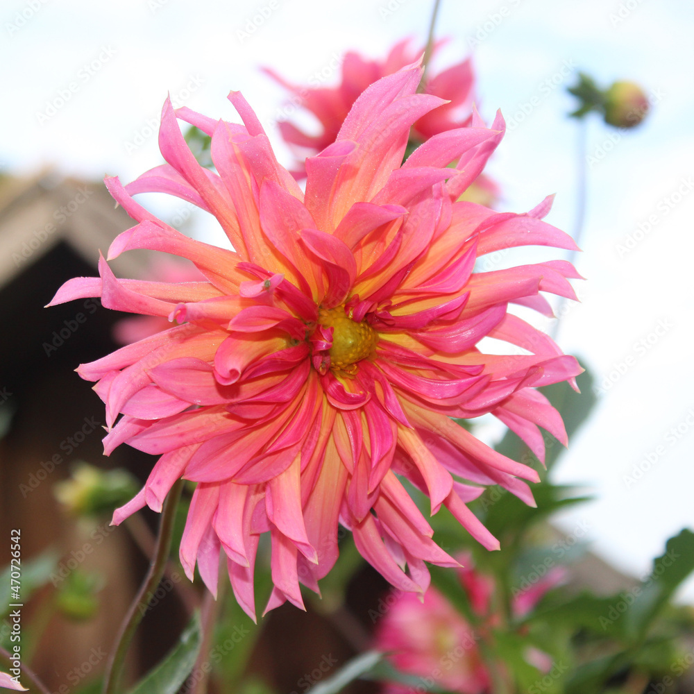 Coral pink dahlia flower Coral pink dahlia flower