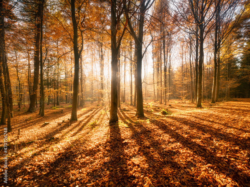 Autumn forest in bright sunlight
