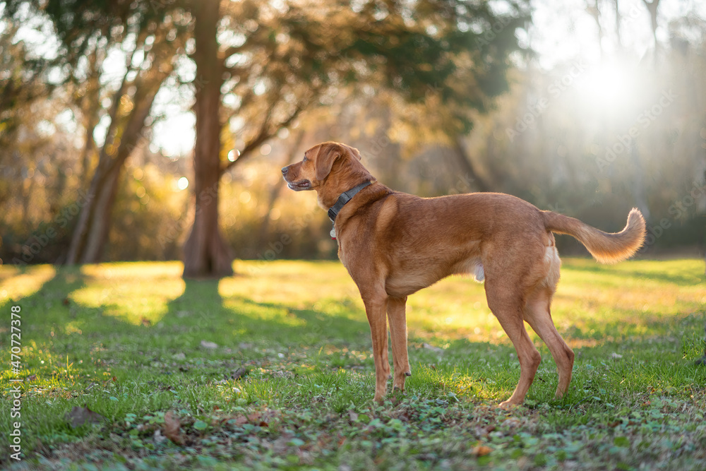 dog on the grass