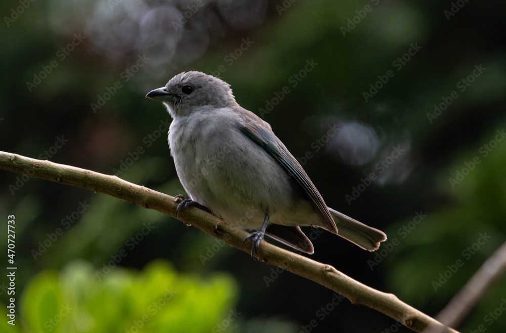 Fototapeta premium Grey bird