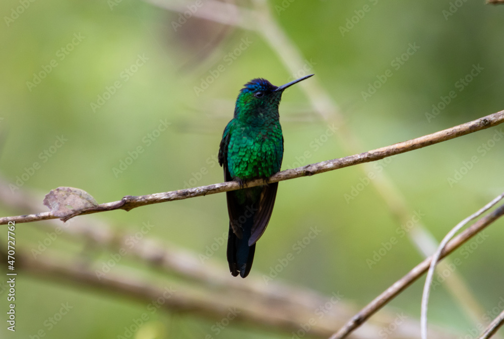 Fototapeta premium Hummingbird perched