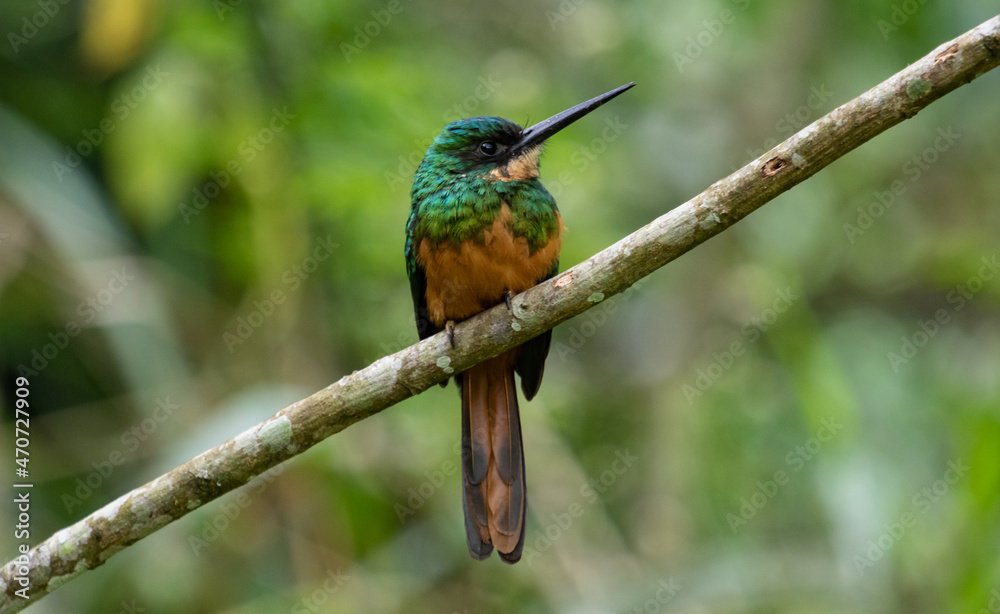 Fototapeta premium Rufous-tailed Jacamar