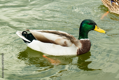 Male mallard duck