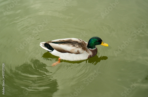 Duck on the water