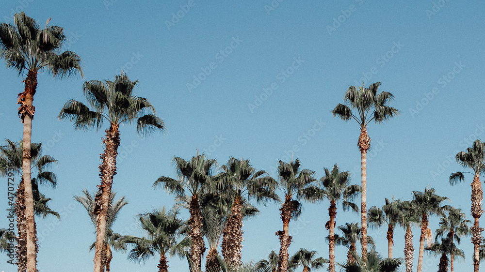 Fototapeta premium palm trees against sky