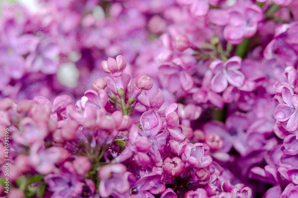 Lilacs in close-up. Purple flowers. Water droplets on the flower. Lilacs in close-up. Purple flowers. Water droplets on the flower.