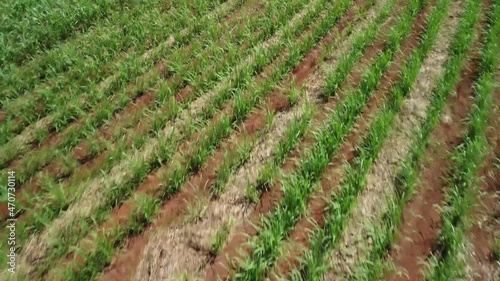 Cane field in Brazil, drone calmly flying over a new cane field in a small town in Brazil. 4k, scene with drone.