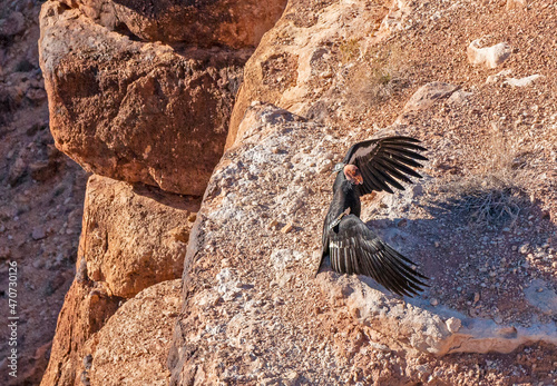 California Condor Flexing Its Wings At Lees Ferry Arizona photo
