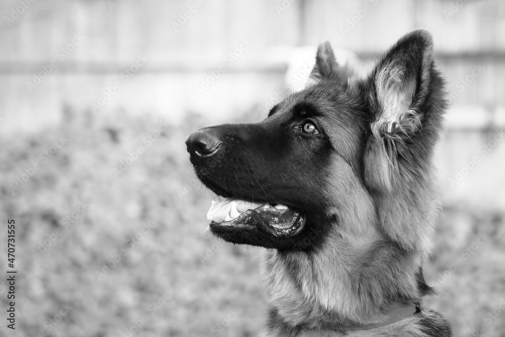 Portrait of a young German shepherd dog, on a wooden background.