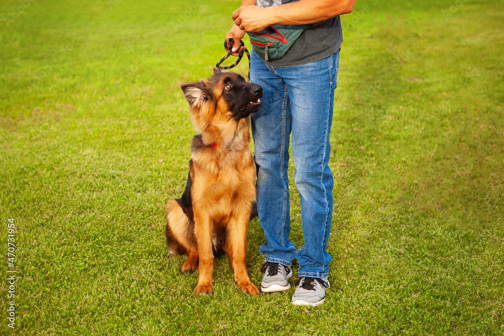 A young German shepherd dog with the owner. A young German shepherd dog with the owner.