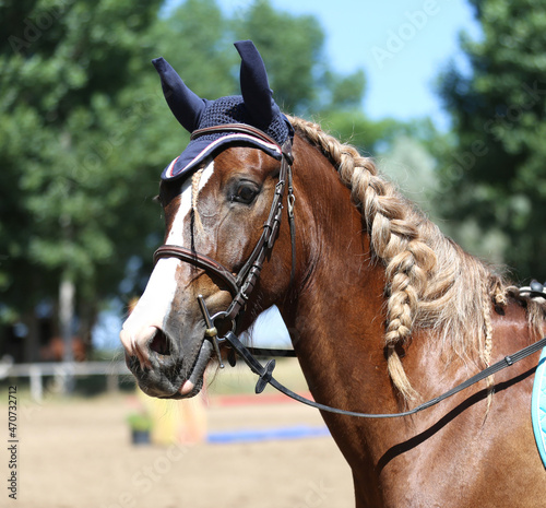 Head shot close up of dressage horse during show jumping competition