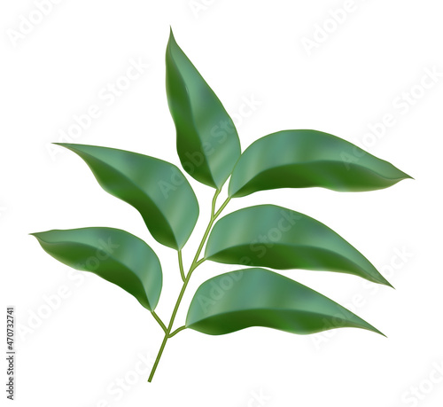  vector icon. Pecan leaves plants. Isolated on white background.