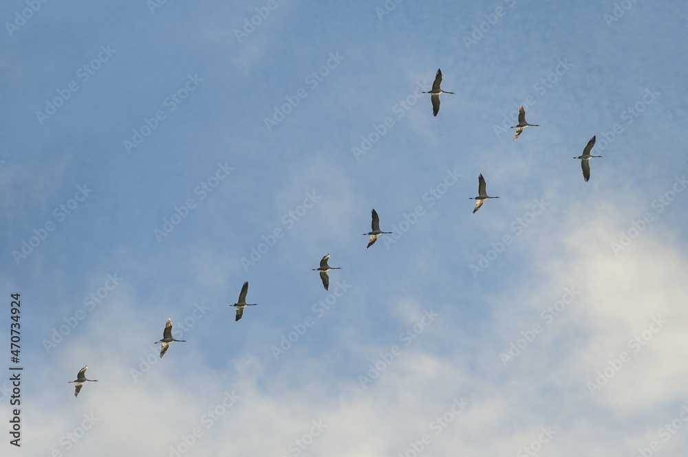 Fototapeta premium Small flock of cranes on the bird migration between breeding and wintering grounds in north and south against a blue sky with clouds, copy space
