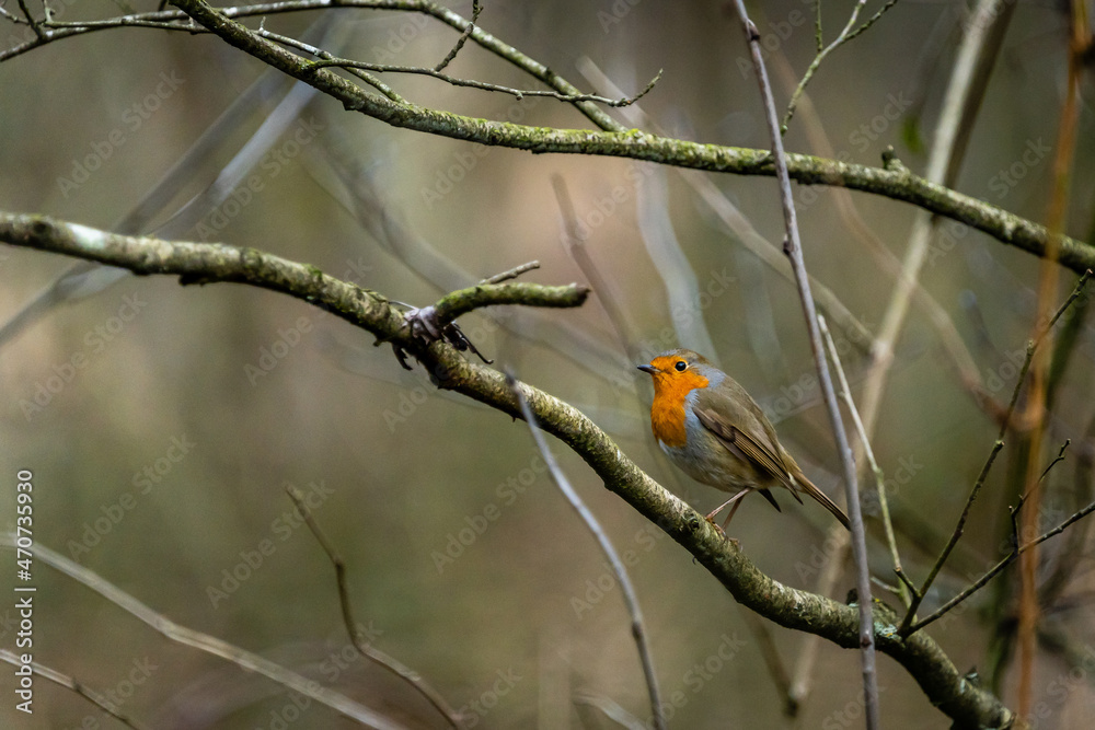 european robin sitting on a branch in the forest