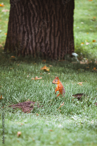 Red squirrel standing in the city park