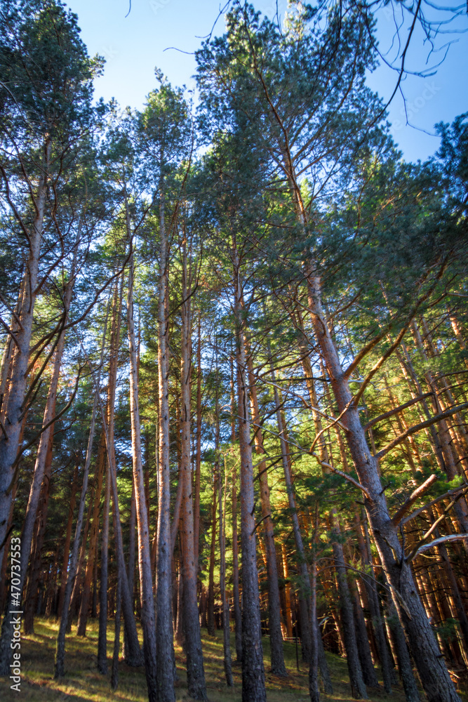 Fototapeta premium hayedo tejera negra, parque natural, guadalajara , cantalojas, otoñal, paisaje, naturaleza, montaña, caer, árbol, bosque, cielo, amarilla, cerro, variopinto, anaranjada, verde, impresiones, panorama, 