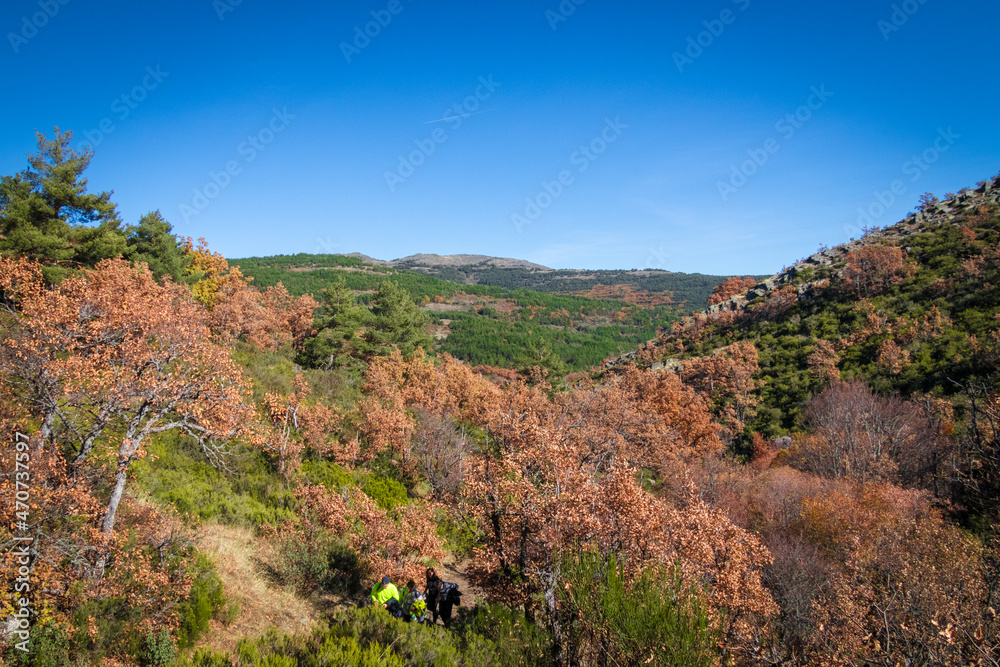 hayedo tejera negra, parque natural, guadalajara , cantalojas, otoñal, paisaje, naturaleza, montaña, caer, árbol, bosque, cielo, amarilla, cerro, variopinto, anaranjada, verde, impresiones, panorama, 