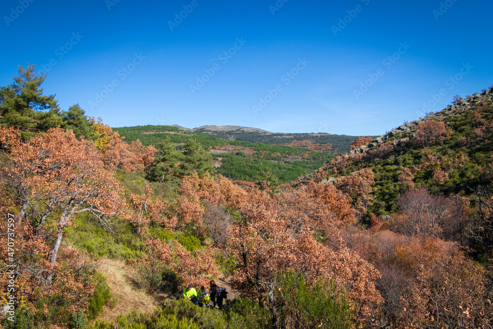 hayedo tejera negra, parque natural, guadalajara , cantalojas, otoñal, paisaje, naturaleza, montaña, caer, árbol, bosque, cielo, amarilla, cerro, variopinto, anaranjada, verde, impresiones, panorama, 