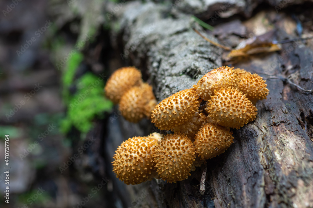Fototapeta premium mushrooms on a tree trunk