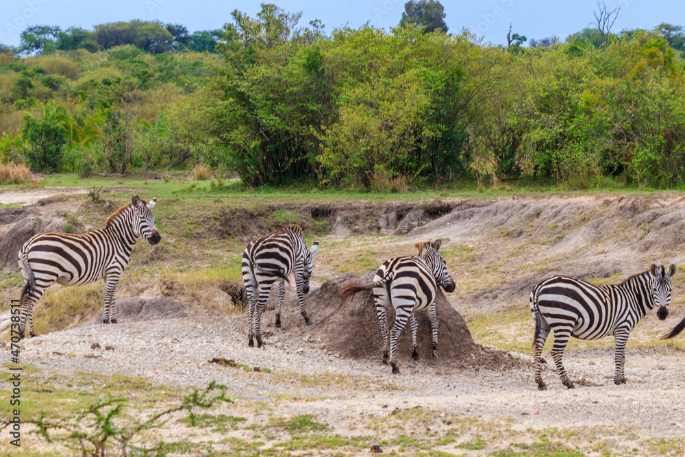 Obraz premium Herd of zebras in savanna in Serengeti national park in Tanzania. Wildlife of Africa