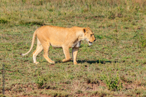 Lioness  Panthera leo  walking in savannah in Serengeti national park  Tanzania