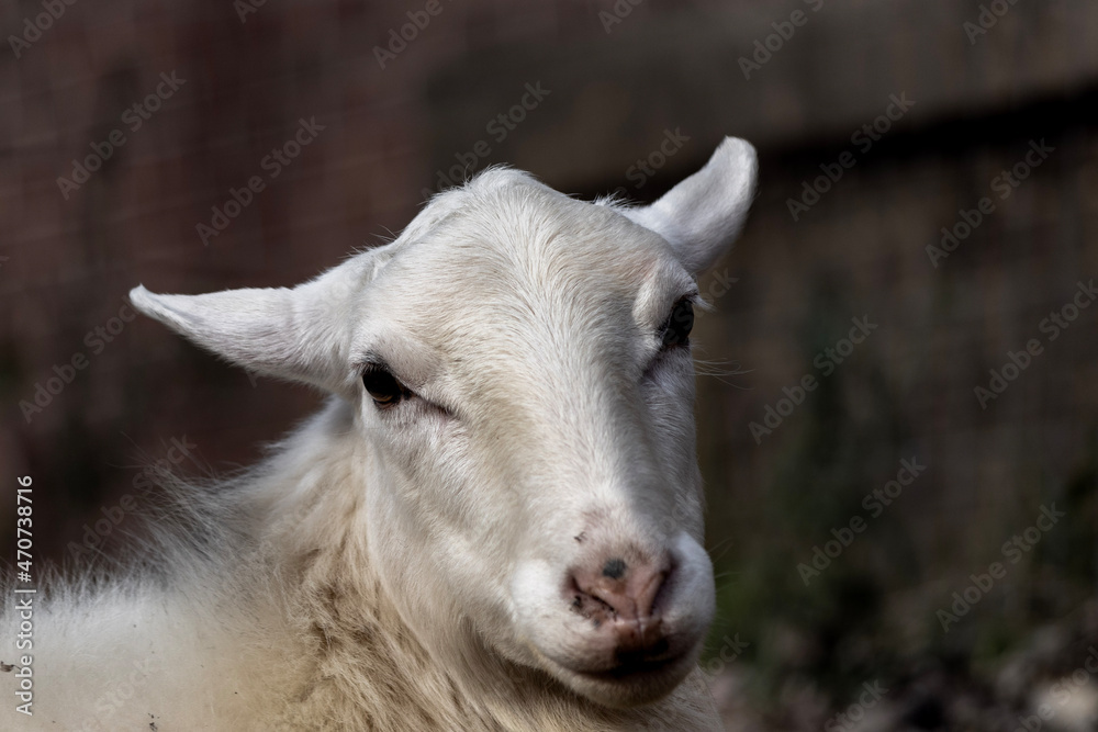 A sheep looking sheepish in Sante Fe, Tennessee A sheep looking sheepish in Sante Fe, Tennessee