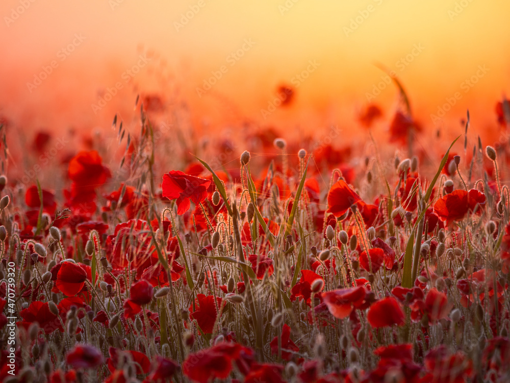 Obraz premium A field of English poppy flowers backlit by a rising sun and a mist turned golden orange by the dawn.
