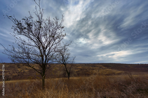 Late autumn landscape  gloomy nature  dark sky  bare branches of trees without leaves  the sun shines a little through dense clouds