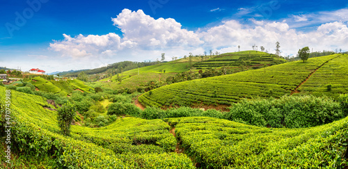 Tea plantations in Sri Lanka © Sergii Figurnyi