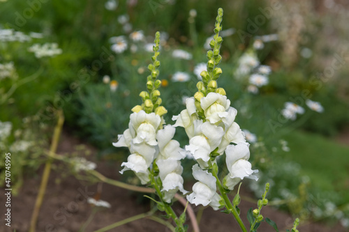 Snapdragon (antirrhinum) flowers