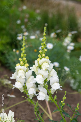 Snapdragon (antirrhinum) flowers