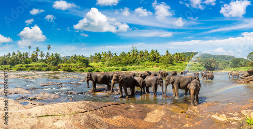 Canvas Print Herd of elephants in Sri Lanka