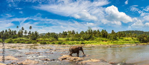 Elephant in Sri Lanka photo
