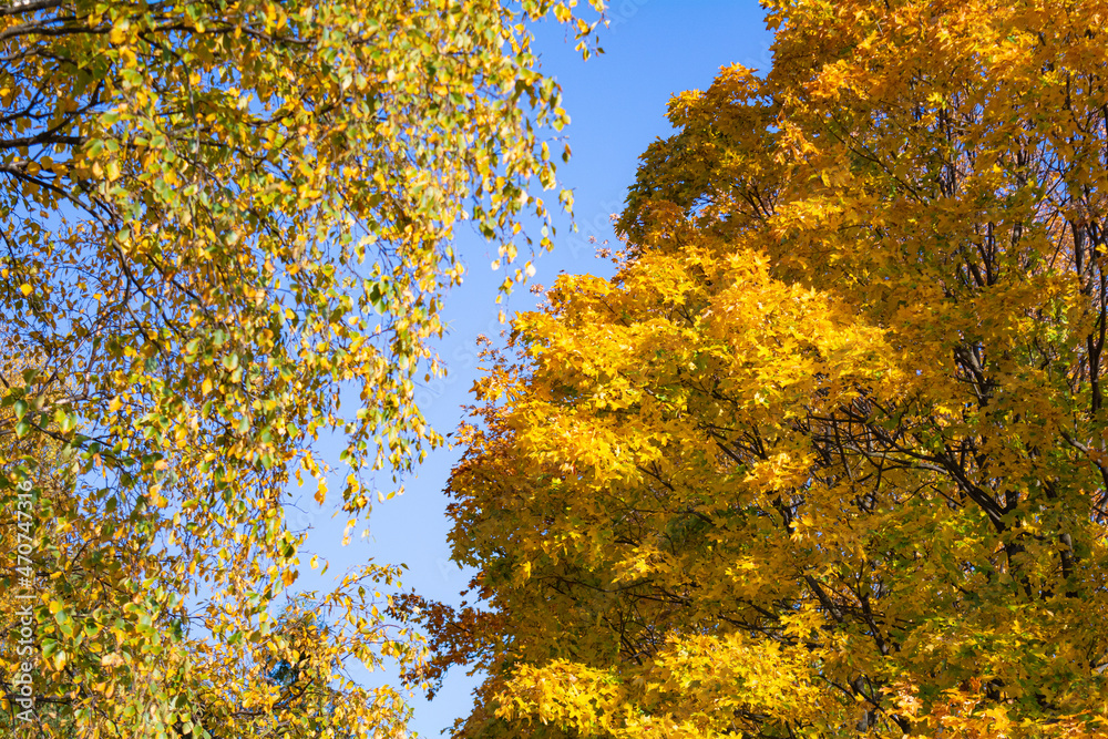 Autumn gold leaves of tree as background. Autumn foliage against blue sky Autumn gold leaves of tree as background. Autumn foliage against blue sky