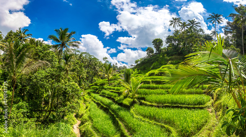 Tegallalang rice terrace on Bali