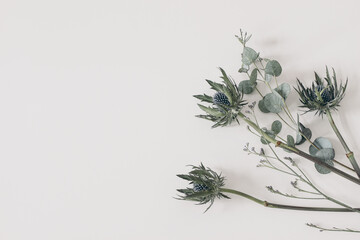 Green Eucalyptus leaves, branches. Blue limonium and Eryngium thistle, sea holly plants isolated on white table background. Decorative floral composition. Natural styled stock flat lay image, top view