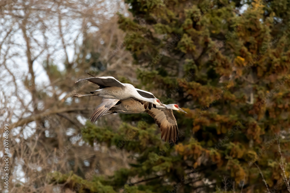 Fototapeta premium Sandhill cranes arriving at night place