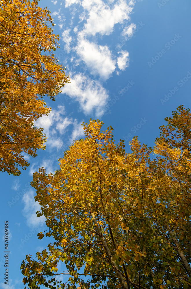blue sky and autumn leaves