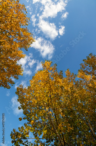 blue sky and autumn leaves