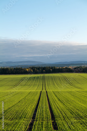 LOSSIEMOUTH  MORAY  SCOTLAND - 13 NOVEMBER 2021  This is a field of new growth on an Agricultural Farm near Lossiemouth  Moray  Scotland on sunny 13 November 2021.