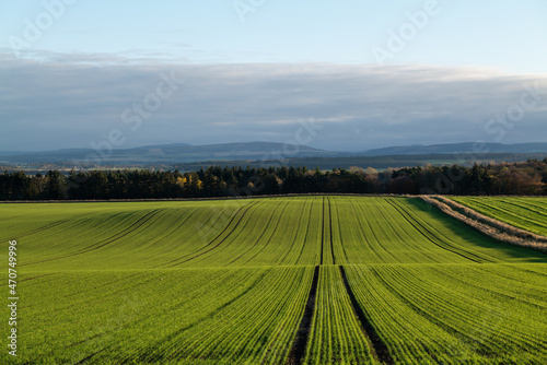 LOSSIEMOUTH, MORAY, SCOTLAND - 13 NOVEMBER 2021: This is a field of new growth on an Agricultural Farm near Lossiemouth, Moray, Scotland on sunny 13 November 2021.