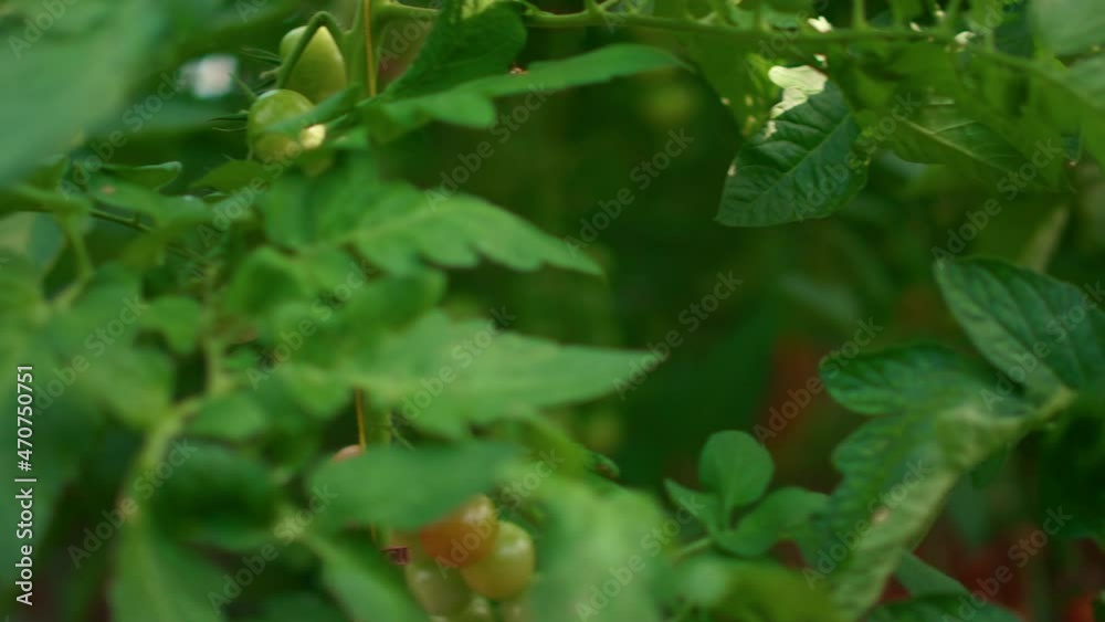 Tomatoes vine growing cultivation in modern agriculture business farm greenhouse Tomatoes vine growing cultivation in modern agriculture business farm greenhouse