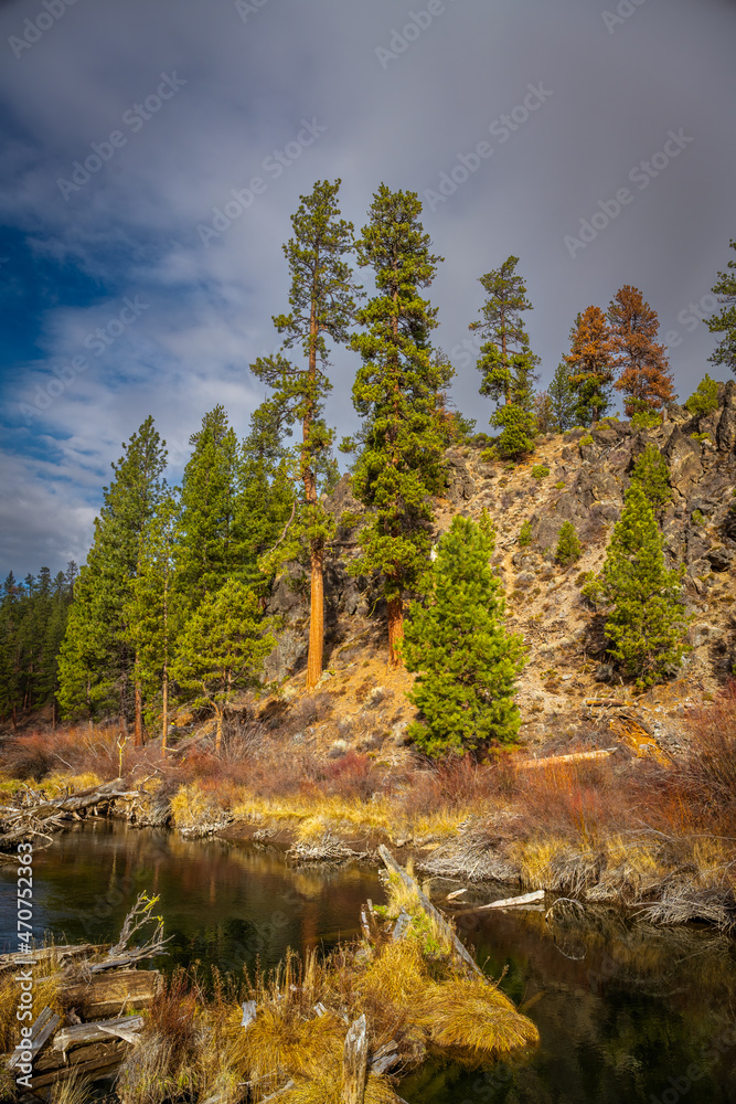 2021-11-22 EVERGREEN TREES ON A ROCKY SLOPE ALONG THE DESCHUTES RIVER IN SUNRIVER OREGON