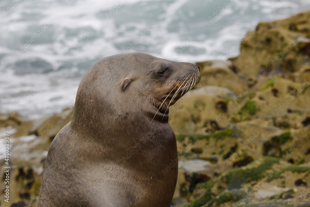 Fototapeta premium seal relaxing on a California beach 