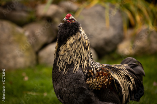 Blue Favaucana rooster