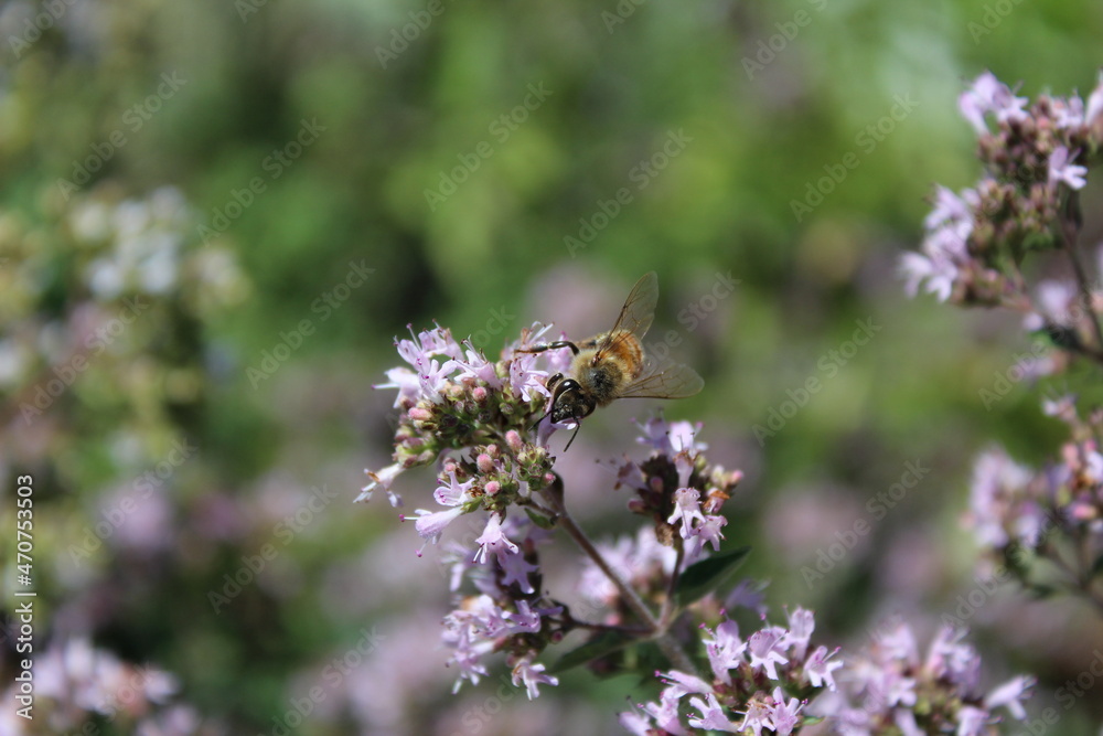 Honey bee collects nectar from oregano flowers Honey bee collects nectar from oregano flowers